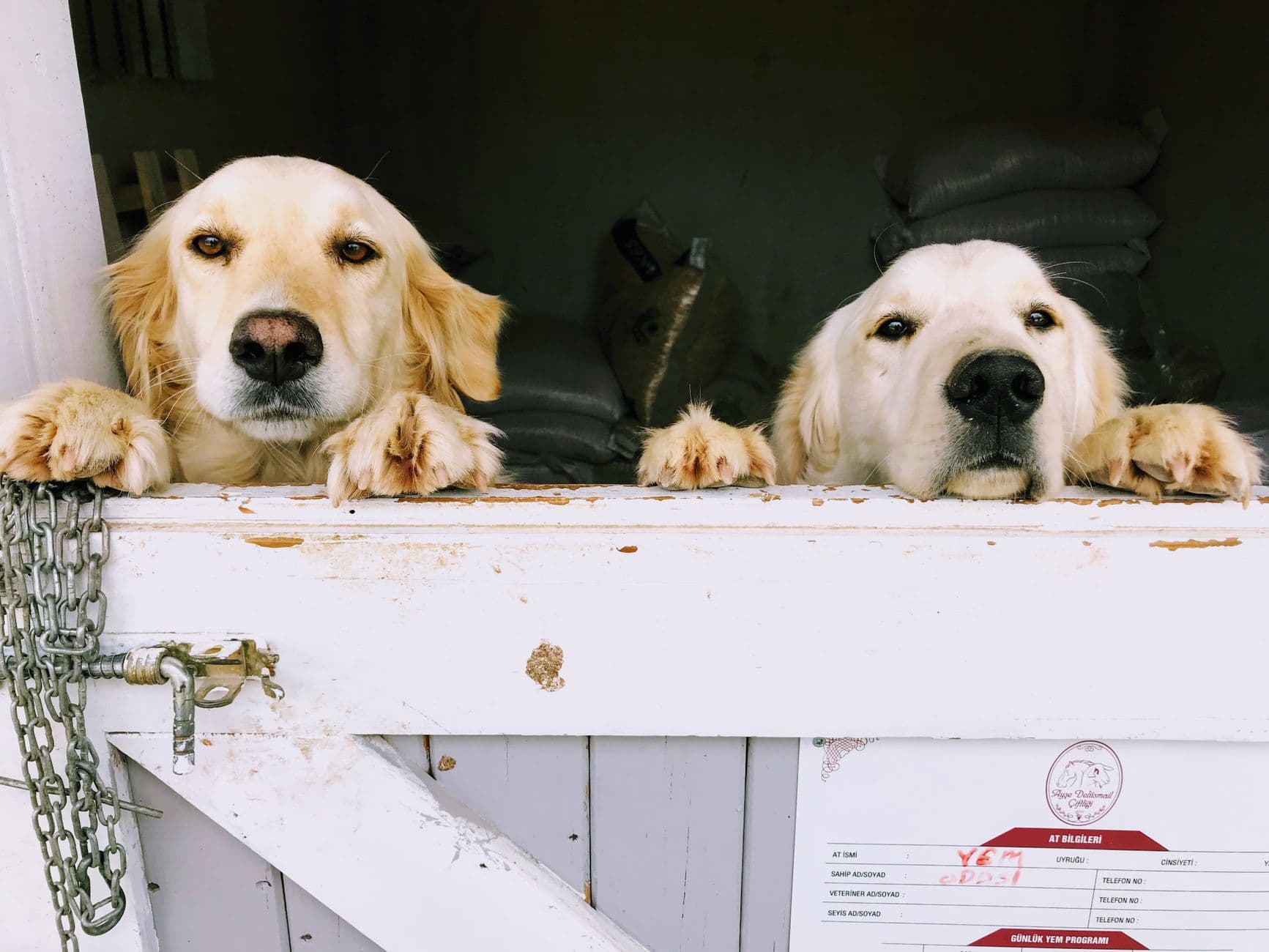 Hundepension