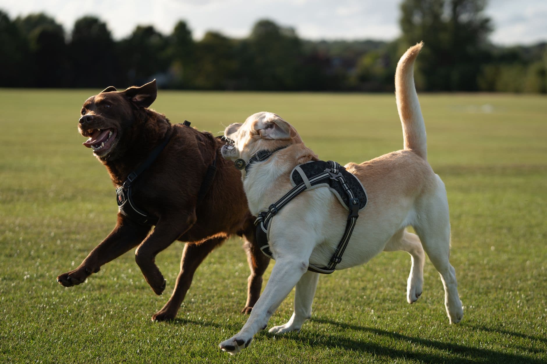 Hund i naturen