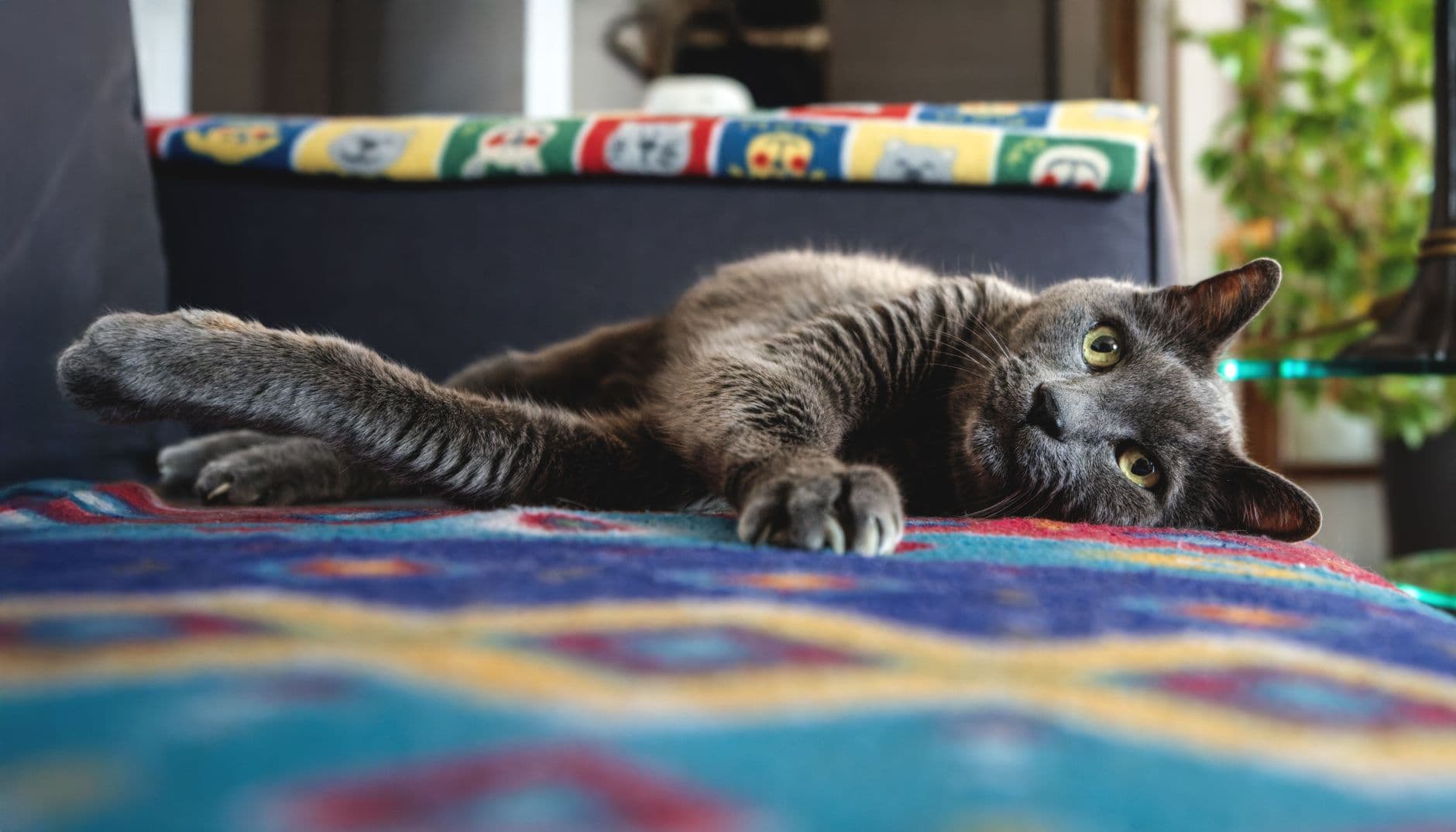 Kattepension