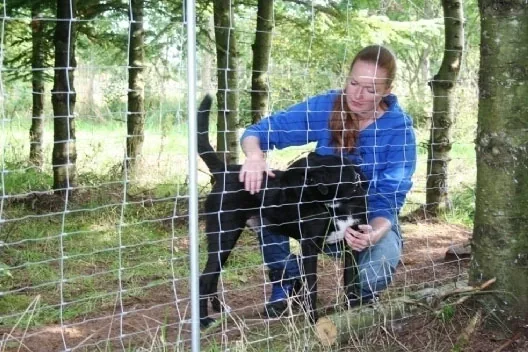 Holstebro Hundepension, billede 2