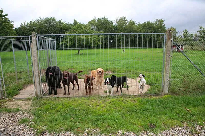 Klostergårdens Hundepension, billede 2