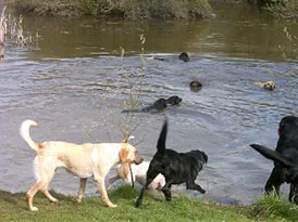 Pimpernel’s Hundepension, billede 2