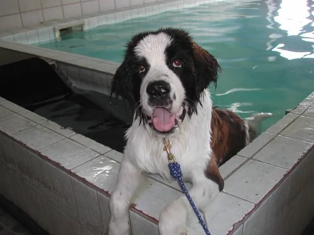 AA Hundecenter, billede 2