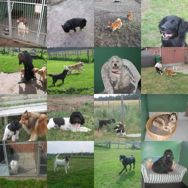 Sønderby Hundepension, billede 2