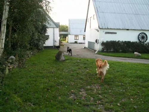 Terslev hunde og kattepension, billede 2