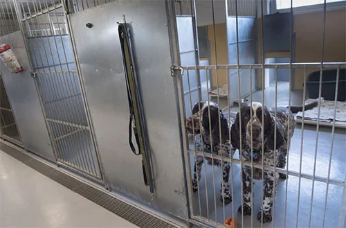 Elmelundens Hundepension, billede 2
