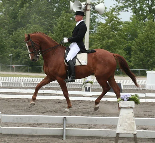 Kirstinekjær Horses, billede 2