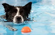 Doxx Hundecenter, billede 2