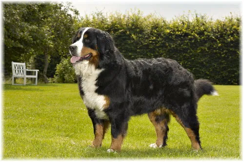 Brokjærgaard Katte- og hundepension, billede 2
