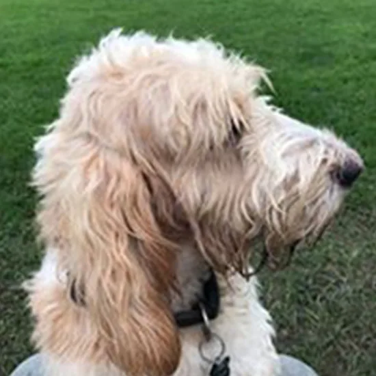 Den Lille Hundepension, billede 2