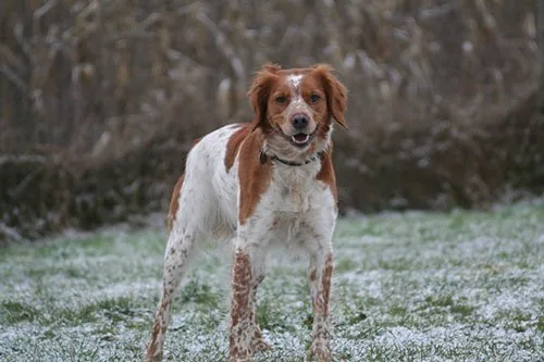 Østjysk Hundecenter, billede 2