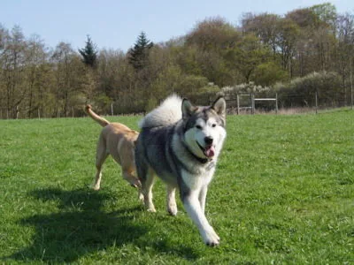 Kolding Hundecenter, billede 2