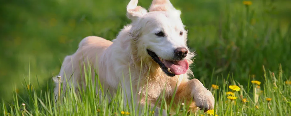 Langelands Hundepension, billede 2