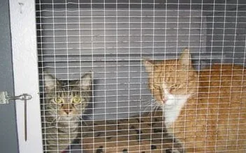 Søndergård Hunde og Kattepension, billede 2