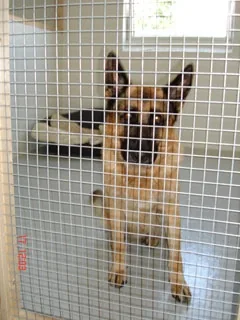 Sydfyns Hundepension, billede 2
