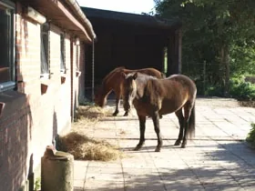 Møllegaard Islandsheste, billede 2
