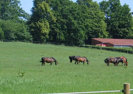 Skovhøjgaard Hestepension, billede 2