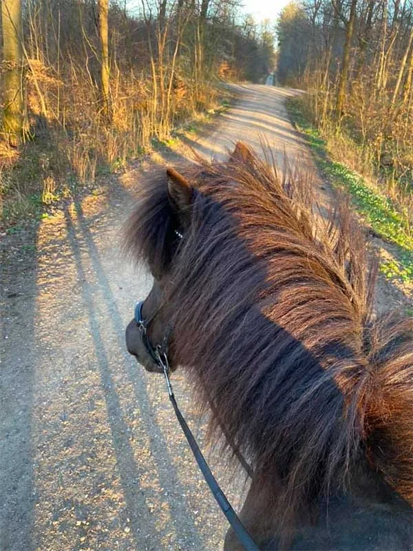 Prejlerup rideskole og hestepension, billede 2