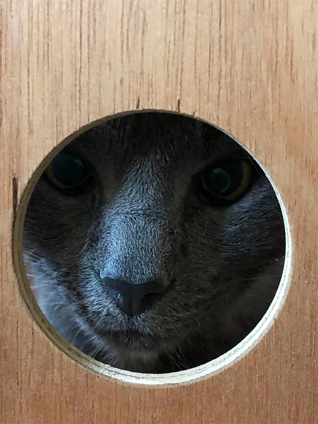 Kattemoster Kattepension, billede 2
