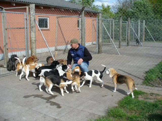 Mejdal Hundepension, billede 2