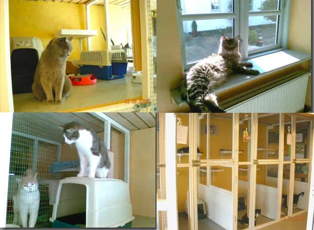 Søften Kattepension, billede 2