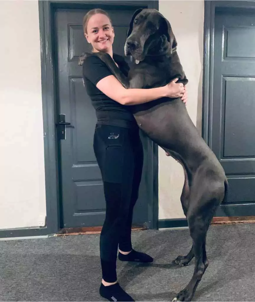 Sønderjyllands Hundepension, billede 2