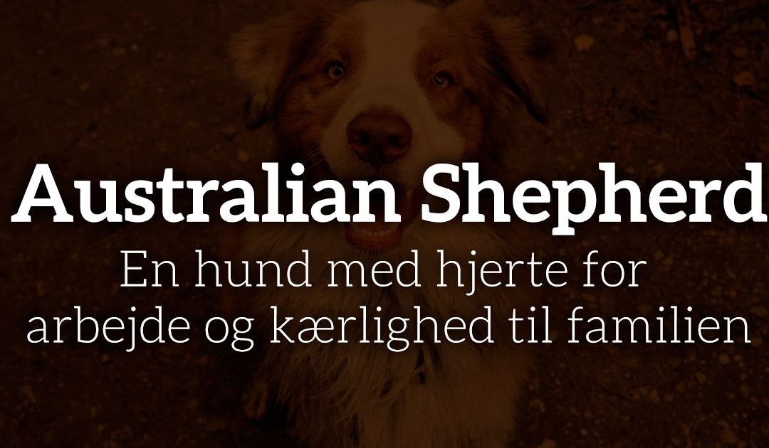 Australian Shepherd: Hjerte for arbejde og kærlighed til familien