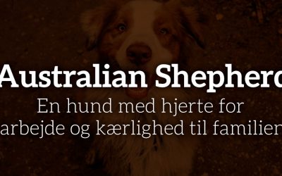 Australian Shepherd: Hjerte for arbejde og kærlighed til familien