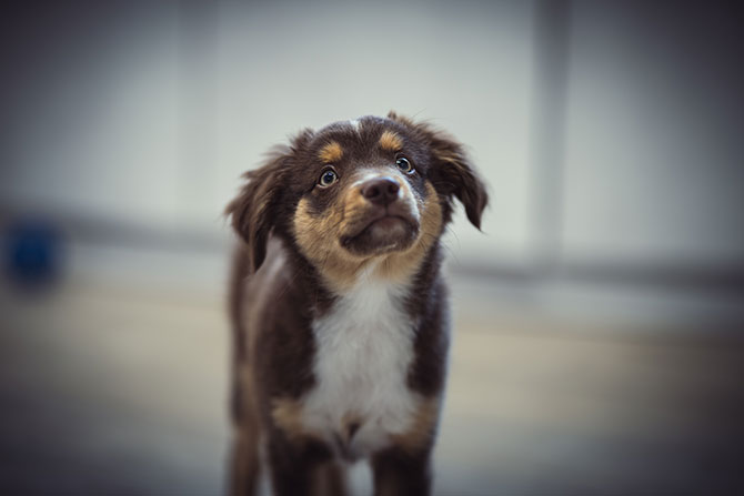 Australian Shepherd hvalp med uskarp baggrund