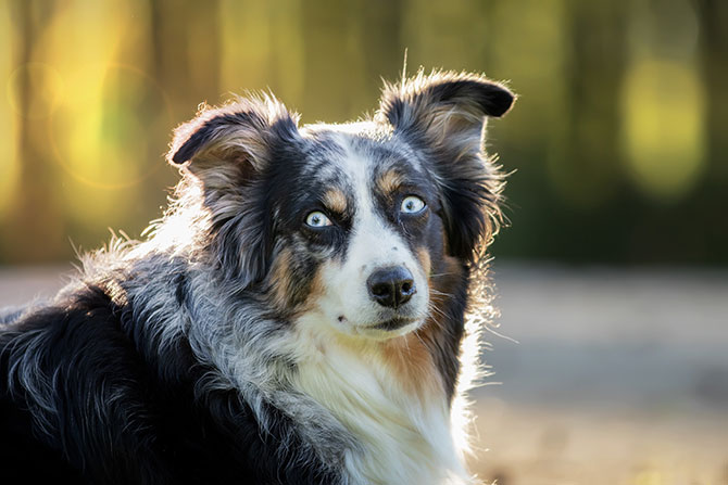 Australian Shepherd med flotte øjne