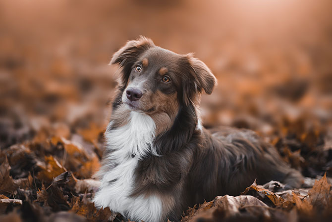 Flot Australian Shepherd ligger udenfor