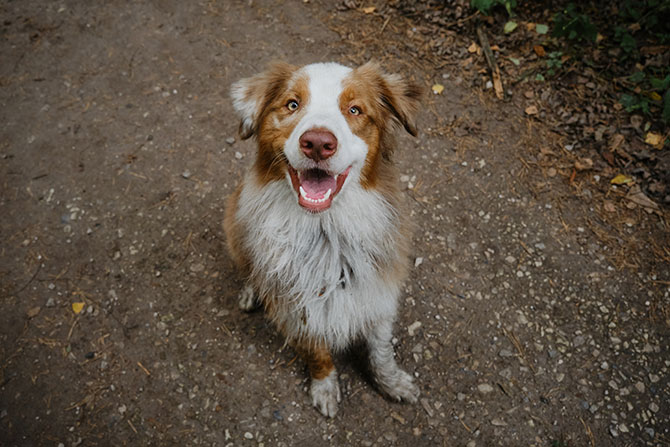 Glad Australian Shepherd