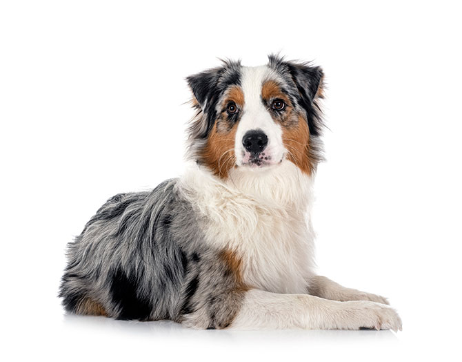 australian shepherd foto i studie