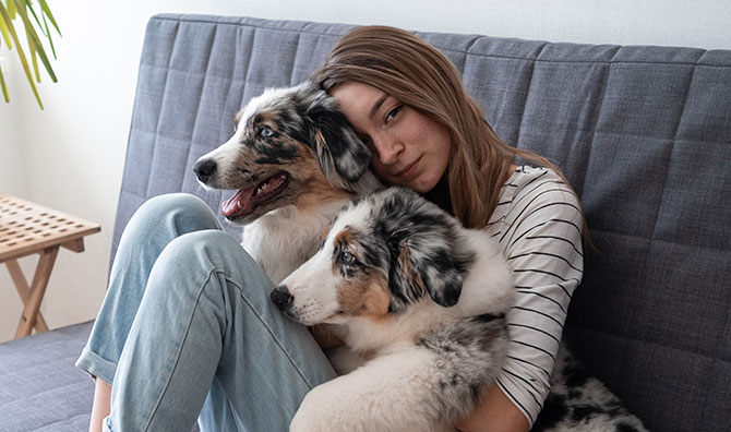 Pige sidder sammen med 2 Australian Shepherd