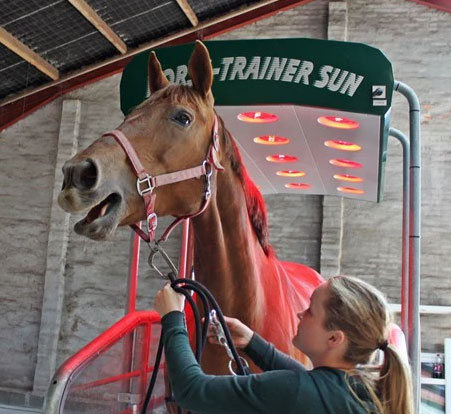 Healthy Horse Bornholm