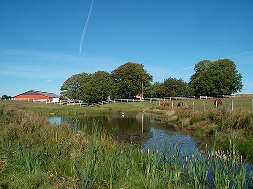 Kirstinekjær Horses