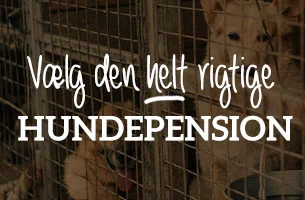 Vælg den helt rigtige hundepension