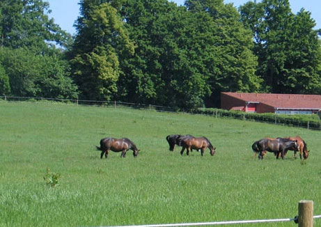 Skovhøjgaard Hestepension