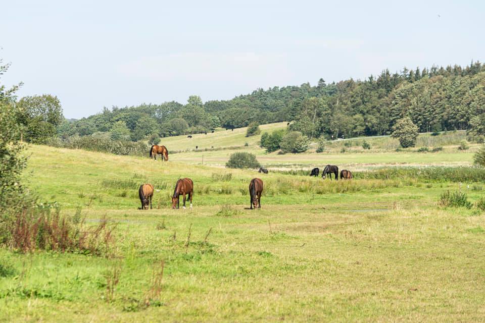 Randrup mølle Hestepension