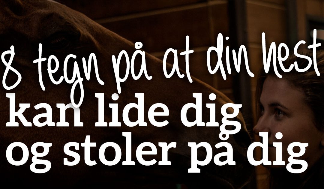 8 tegn på at din hest kan lide dig