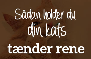 Sådan holder du din kats tænder rene