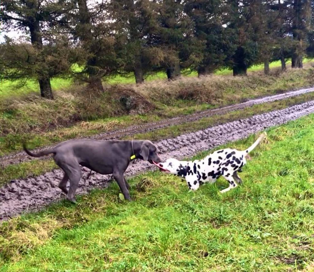 Sønderjyllands Hundepension