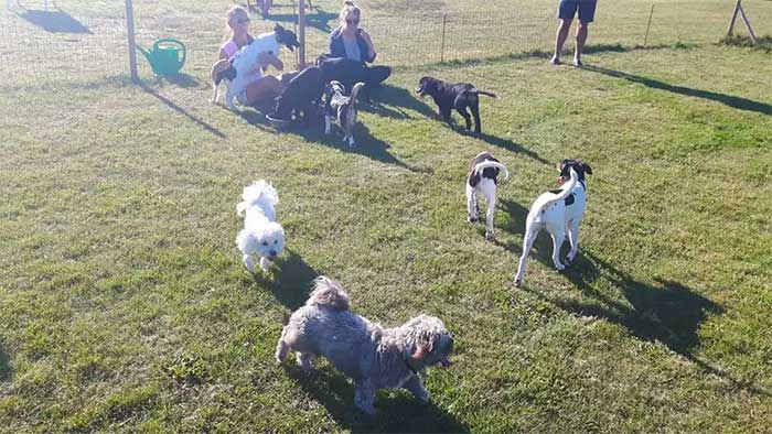 Hirtshals hunde- og kattepension