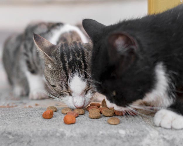 katte spiser mad