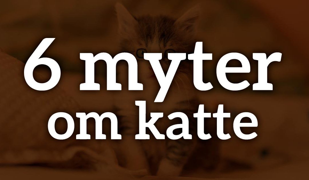 6 myter om katte