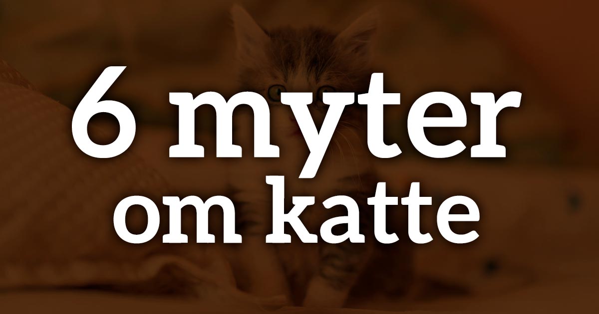 Rykke Godkendelse Information 6 myter om katte
