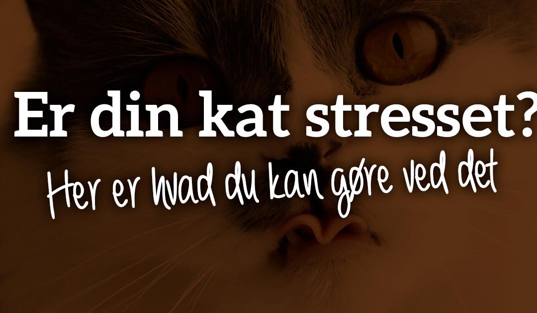 Er din kat stresset? Her er hvad du kan gøre ved det