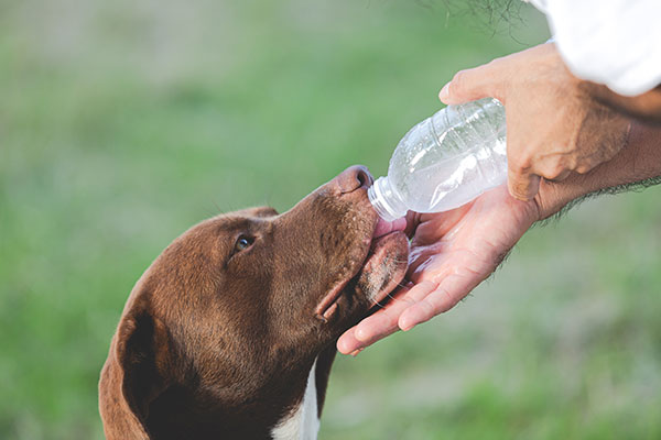 Hund får vand at drikke