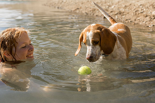 Hund leger i vandet