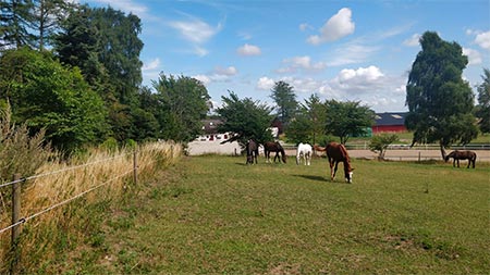 Kristiansminde Hestepension